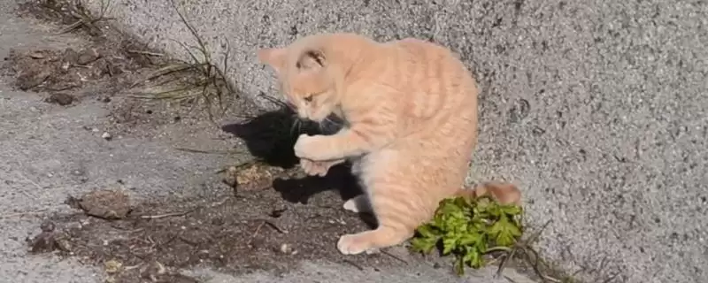 猫咪为什么喜欢抓蟑螂呢 ,昆虫对猫咪有天然吸引力致抓蟑螂-会东网