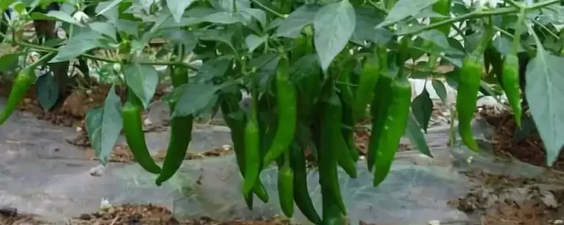 辣椒的种植土壤选择 ,辣椒为何选微酸性或中性土种植?-会东网
