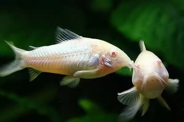 兰寿缸的工具鱼选择 ,兰寿缸选清道夫等鱼有何好处?插图2 兰寿缸的工具鱼选择 ,兰寿缸选清道夫等鱼有何好处?插图2