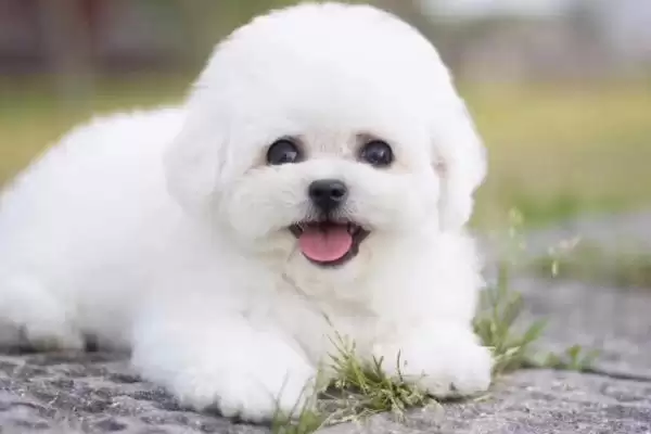 图片[2]-卷毛比熊犬的食物喂养 ,卷毛比熊犬的食物喂养要注意什么？-会东网