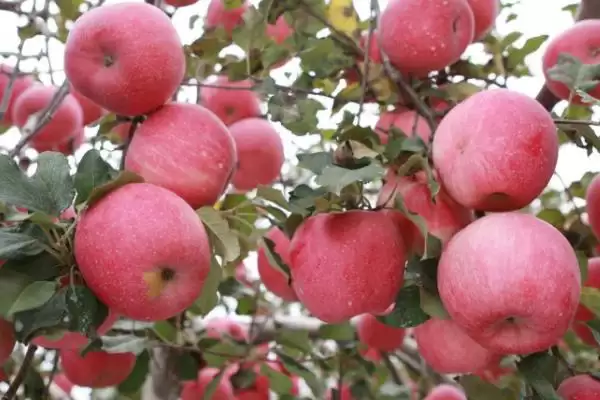 越冬苹果树的病虫害防治方法，要进行一次彻底清园插图2
