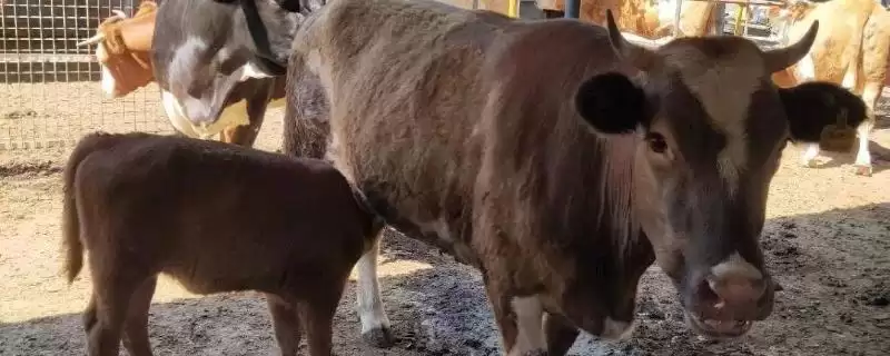 母牛多久没产出小牛算难产呢 ,母牛超过 8 小时未产出小牛算为难产插图 母牛多久没产出小牛算难产呢 ,母牛超过 8 小时未产出小牛算为难产插图
