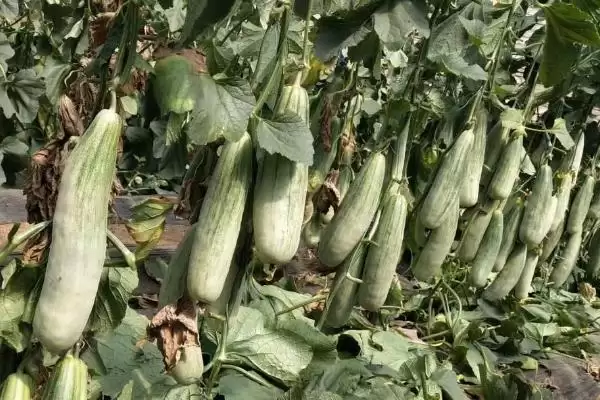 羊角蜜甜瓜种植方法的方法和重点？种羊角蜜甜瓜要做好哪些细节？插图3