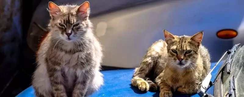 犬猫敌鼠钠中毒症状剖析：身上大块出血的危害及处理-会东网