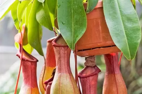 养殖猪笼草的方法和重点?养猪与特色植物养殖有哪些关联细节?插图2 养殖猪笼草的方法和重点?养猪与特色植物养殖有哪些关联细节?插图2