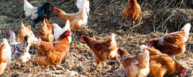 了解小鸡长羽毛时间节点的方法和重点？养鸡要做好哪些生长发育监测？-会东网