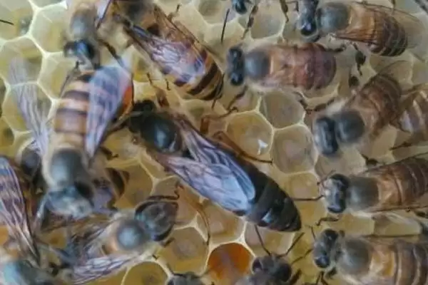 如何直接介入蜂王，将蜂王直接介入蜂群中即可插图2