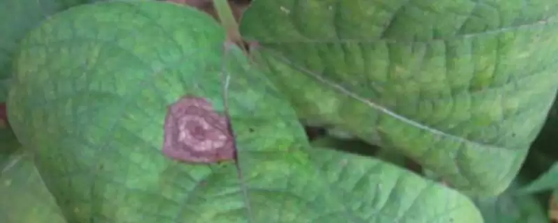 防治绿豆轮纹病的方法和重点？防治绿豆轮纹病要做好哪些细节？-会东网