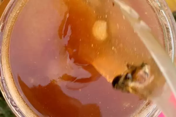 正宗葵花蜜是什么颜色,多呈浅琥珀色或金黄色插图2 正宗葵花蜜是什么颜色,多呈浅琥珀色或金黄色插图2