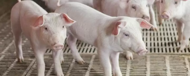 辨别猪患上哪种疾病的方法和重点?养猪要做好哪些疾病诊断细节?-会东网