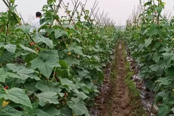 防治黄瓜皴皮的方法和重点？种黄瓜防皴皮要做好哪些细节？插图2