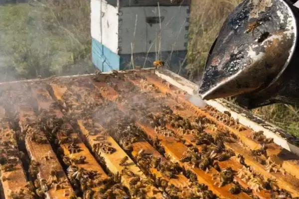 盗蜂的处理方法,需及时处理插图3 盗蜂的处理方法,需及时处理插图3