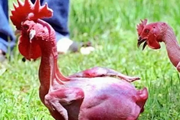 了解不长毛鸡种类的方法和重点？养鸡要做好哪些特殊鸡种认知？插图2