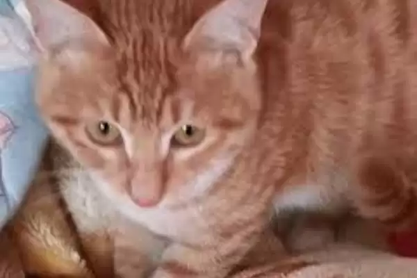 图片[7]-为什么猫咪会哭？了解猫咪哭的原因要知晓哪些猫咪健康、情绪和行为表现要点？-会东网