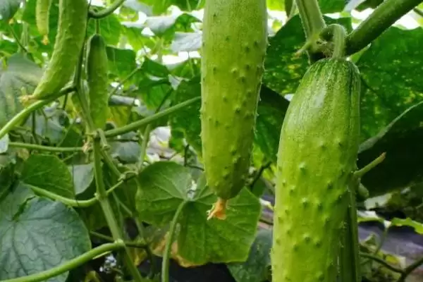 种植黄瓜的方法和重点？种黄瓜要做好哪些细节？插图3