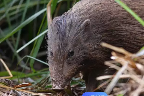 世界上最小的猪：成年姬猪仅20-30厘米的奇妙身姿插图2