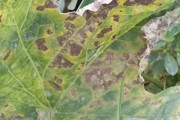 了解甜瓜炭疽病危害的方法和重点？认识甜瓜炭疽病要做好哪些细节？插图1