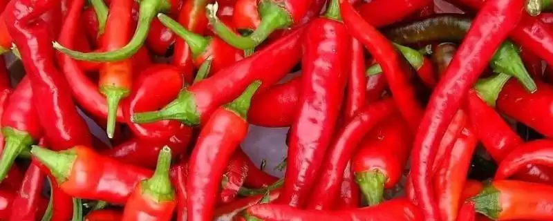 辣椒白星病的症状 ,辣椒白星病主要危害叶片的表现?-会东网