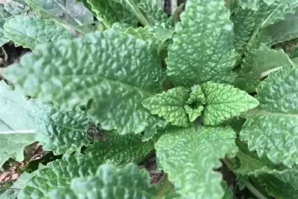 图片[3]-种植雪见草的方法和重点？种植雪见草要做好哪些细节？-会东网