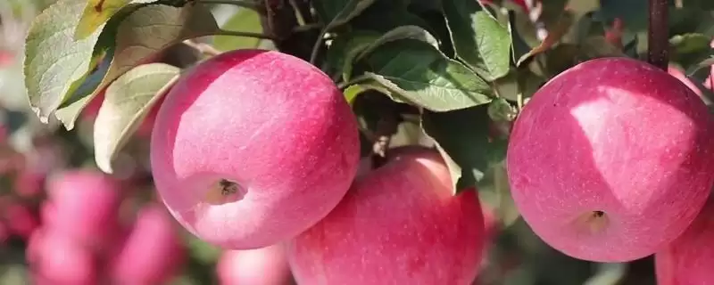 好吃的十大苹果品种，口感和甜度均不同-会东网