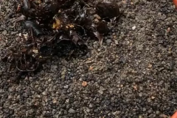 青苹果竹芋叶子焦边怎么处理,需进行遮阴处理插图5 青苹果竹芋叶子焦边怎么处理,需进行遮阴处理插图5