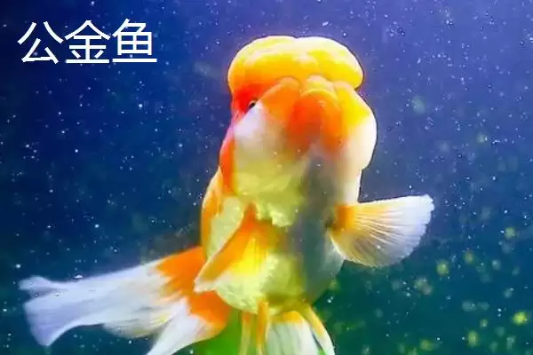 图片[2]-金鱼公母的区分方法 ,如何通过各部位鉴别金鱼公母-会东网