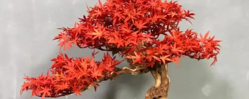 修剪红枫盆栽的方法和重点？修剪红枫盆栽要做好哪些细节？-会东网