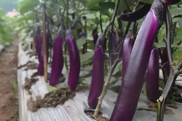 茄子喜阳特性揭秘：喜阳植物的生长习性插图3