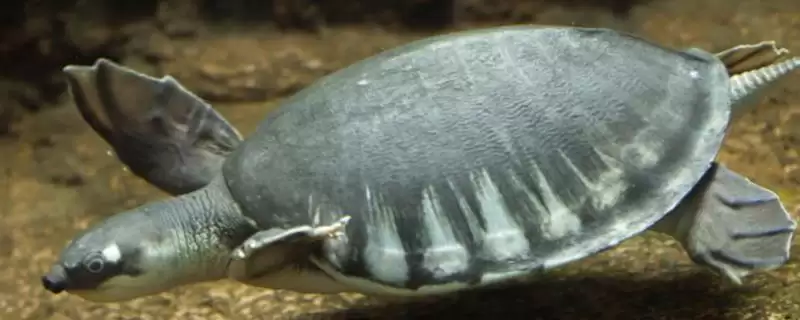 了解猪鼻龟干养时长的方法和重点？养猪场生态搭配与其他生物养殖细节？-会东网