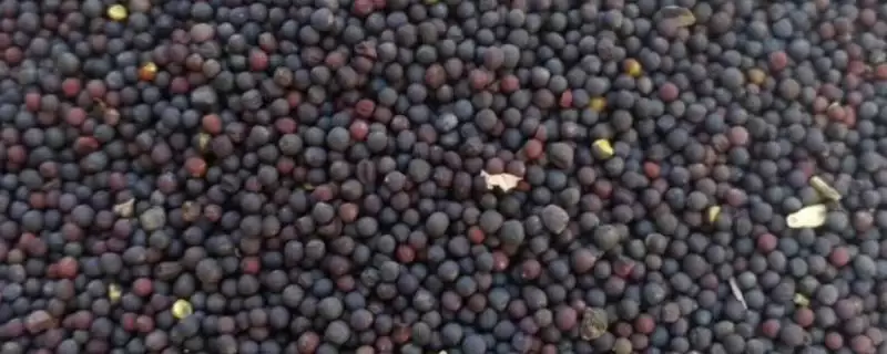 哪些油菜种子品种的出油率最高，中双11号、阳光2009、阳光198等品种的含油量均超过40%-会东网