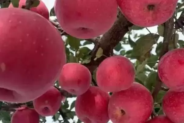 中国红富士苹果哪里最出名,这六个地区为主产区插图1 中国红富士苹果哪里最出名,这六个地区为主产区插图1