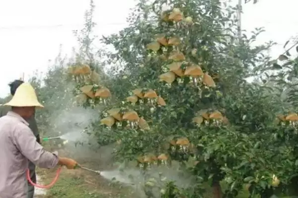 苹果水裂纹发生原因及防治方法,需对症下药插图4 苹果水裂纹发生原因及防治方法,需对症下药插图4