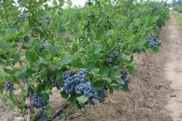 蓝莓的亩产量 ,蓝莓每亩的产量一般是多少斤?插图1 蓝莓的亩产量 ,蓝莓每亩的产量一般是多少斤?插图1