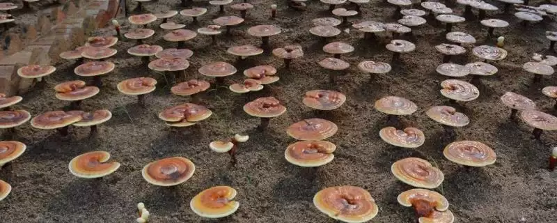 农村热门种植项目大集合：野菜、玫瑰、灵芝等的致富之路-会东网