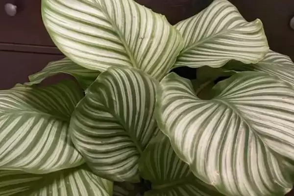 苹果竹芋如何养殖，生长的过程中对水分的需求较大插图2