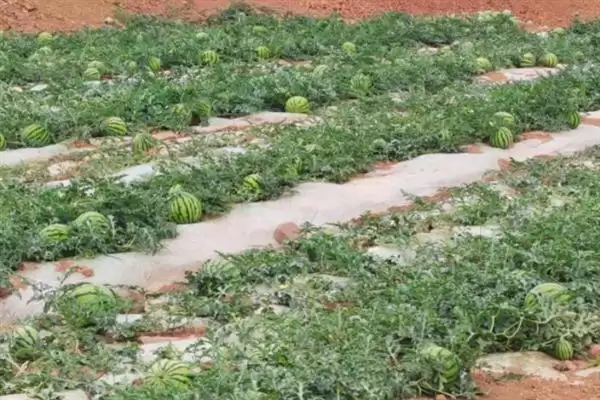 分析西瓜不易坐瓜原因的方法和重点?探究西瓜不易坐瓜要做好哪些细节?插图3 分析西瓜不易坐瓜原因的方法和重点?探究西瓜不易坐瓜要做好哪些细节?插图3