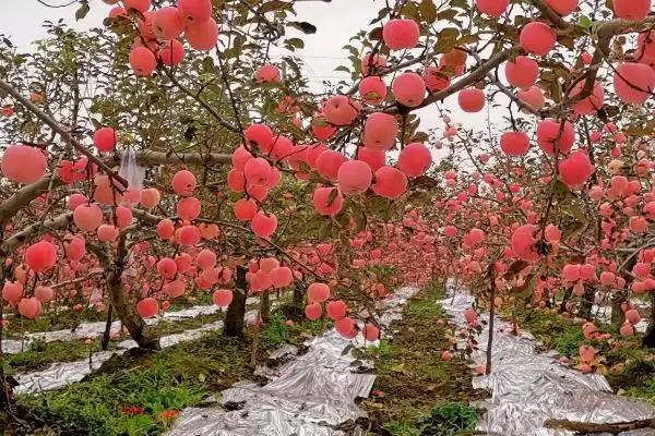 图片[3]-杨梅保花保果的方法，盛花期可喷施赤霉素-会东网