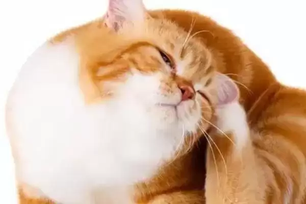 猫咪爱啃脚是怎么回事呢 ,猫咪啃脚是清洁还是玩闹插图3