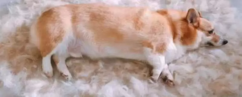 让狗不掉毛的方法和重点？让狗不掉毛要做好哪些细节？-会东网