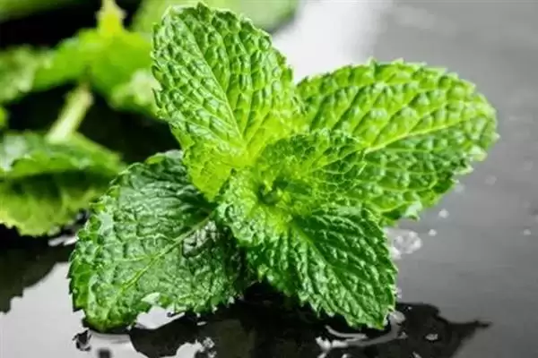 猫薄荷有什么作用 ,猫薄荷对猫咪有何影响插图5