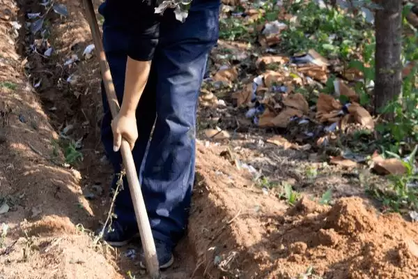 苹果树施肥要点，秋季要早施基肥、旺长树要重施磷钾肥插图2