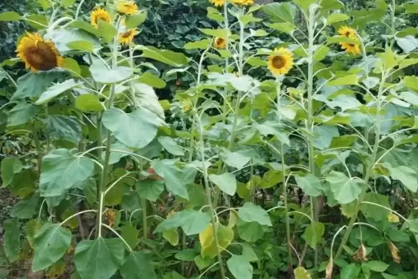 图片[4]-如何避免向日葵出现空籽？种植向日葵要防范哪些出现空籽的情况？-会东网