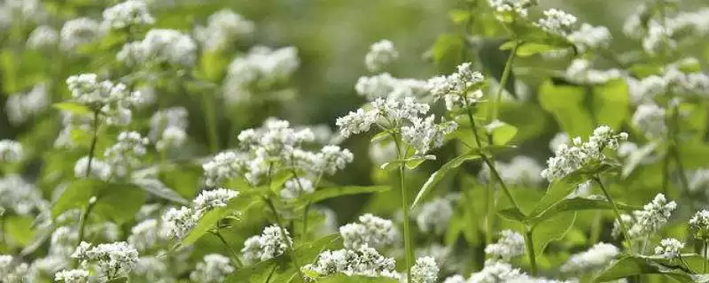 荞麦产地揭秘：我国陕西、甘肃等省的种植优势-会东网
