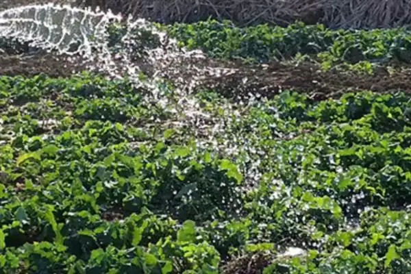 培育油菜壮苗的要素，播种后要时常浇水保湿插图9