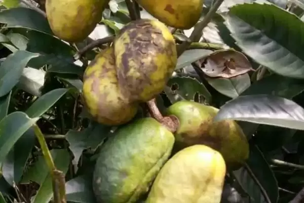 图片[3]-木通在什么时候进行种植呢,木通的栽种时间一般在 4-10 月这个区间-会东网