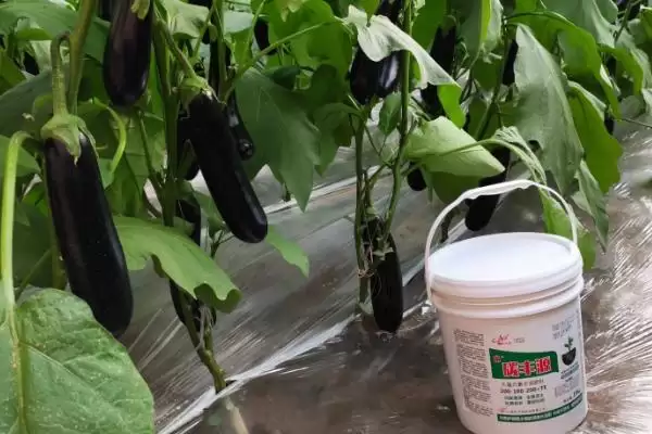 茄子高温季节施氮肥要点：控制施用量的关键因素插图2