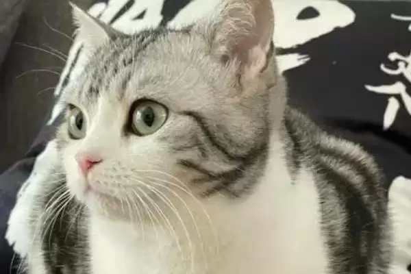 猫为什么会突然咬人呢 ,猫长时间被摸或受惊会突然咬人插图2 猫为什么会突然咬人呢 ,猫长时间被摸或受惊会突然咬人插图2