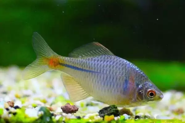 图片[4]-鳑鲏鱼的美食清单：荤素兼食的饮食偏好-会东网