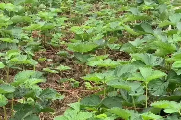 图片[5]-怎么应对草莓育苗和种植期间土壤带菌的问题，高温闷棚可以有效灭杀细菌和虫卵-会东网