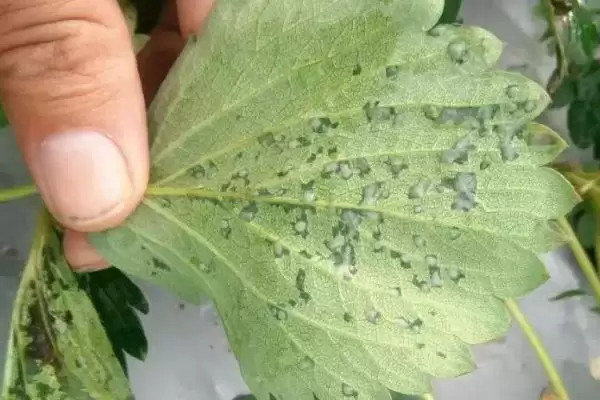 图片[8]-草莓空心如何预防，生长温度不要超过35℃-会东网